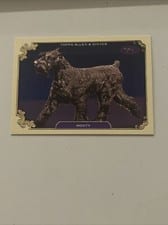 2024 Topps Allen & Ginter Stars of the Show The Westminster Kennel Club Monty #SOS-31 card