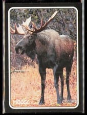2024 Topps Heritage 1975 Topps Zoo's Who Stick-Ons Moose #75Z-15 card