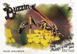 2024 Topps Allen & Ginter Buzzin’ Mud Dauber #BUZ-1 card