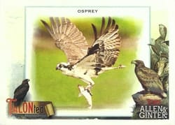 2023 Topps Allen & Ginter Talonted Osprey #TT-1 card