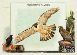2023 Topps Allen & Ginter Talonted Peregrine Falcon #TT-3 card