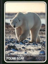 2024 Topps Heritage 1975 Topps Zoo's Who Stick-Ons Polar Bear #75Z-9 card
