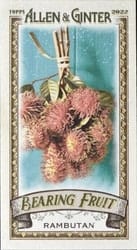2022 Topps Allen & Ginter Mini Bearing Fruit Rambutan #BF-15 card