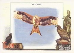 2023 Topps Allen & Ginter Talonted Red Kite #TT-14 card