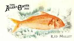2025 Topps Allen & Ginter 50 Fish From Global Waters (Minis) Red Mullet #FGW-43 card
