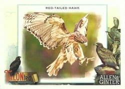 2023 Topps Allen & Ginter Talonted Red-tailed Hawk #TT-20 card