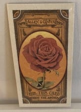 2024 Topps Allen & Ginter Got the Itch Mini Rose #GTI-12 card