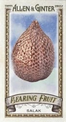 2022 Topps Allen & Ginter Mini Bearing Fruit Salak #BF-16 card