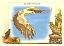 2023 Topps Allen & Ginter Talonted Secretarybird #TT-11 card