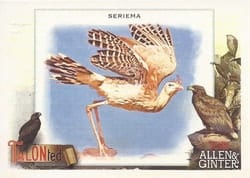 2023 Topps Allen & Ginter Talonted Seriema #TT-18 card
