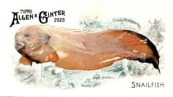 2025 Topps Allen & Ginter 50 Fish From Global Waters (Minis) Snailfish #FGW-47 card