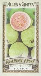 2022 Topps Allen & Ginter Mini Bearing Fruit Soursop #BF-9 card
