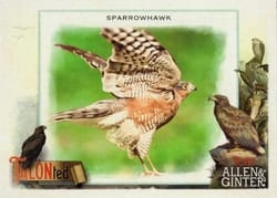 2023 Topps Allen & Ginter Talonted Sparrowhawk #TT-13 card