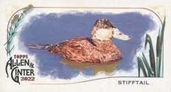 2022 Topps Allen & Ginter Mini Ducks Stifftail #MD-8 card