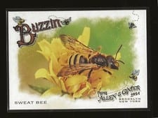 2024 Topps Allen & Ginter Buzzin’ Sweat Bee #BUZ-9 card