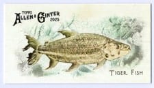 2025 Topps Allen & Ginter 50 Fish From Global Waters (Minis) Tiger Fish #FGW-39 card
