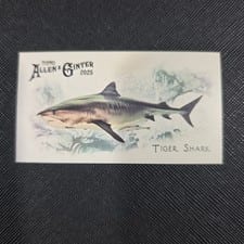 2025 Topps Allen & Ginter 50 Fish From Global Waters (Minis) Tiger Shark #FGW-24 card