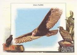 2023 Topps Allen & Ginter Talonted Vulture #TT-4 card