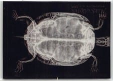 2024 Topps Allen & Ginter X-Ray’d Western Pond Turtle #XR-7 card